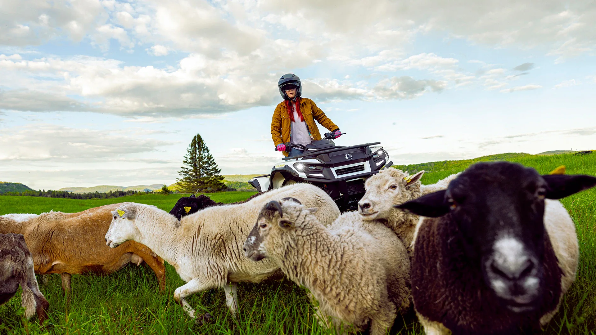 Can-Am Outlander Electric ATV operating quietly near livestock.