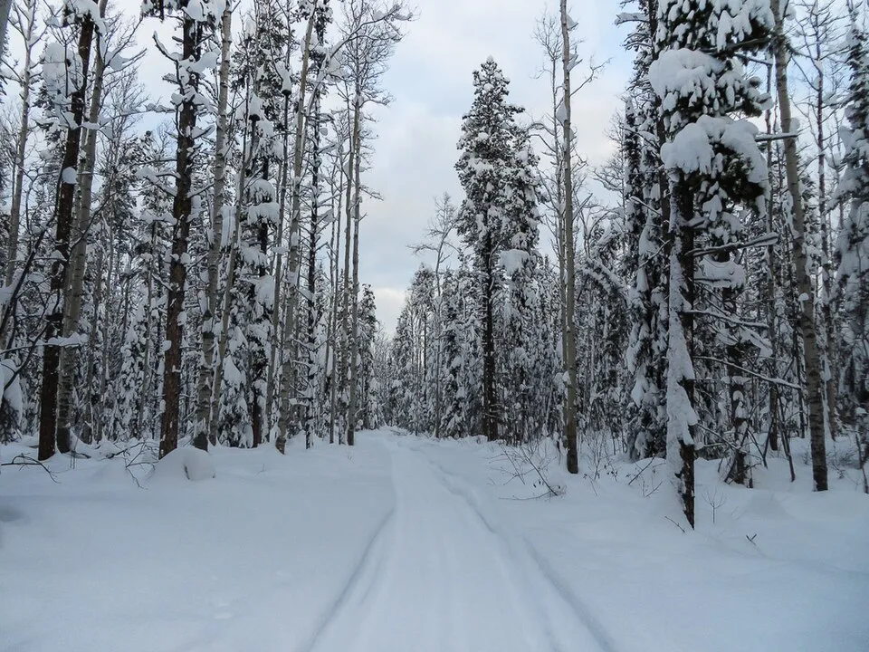 Snowmobile trail through a winter forest in Yukon.